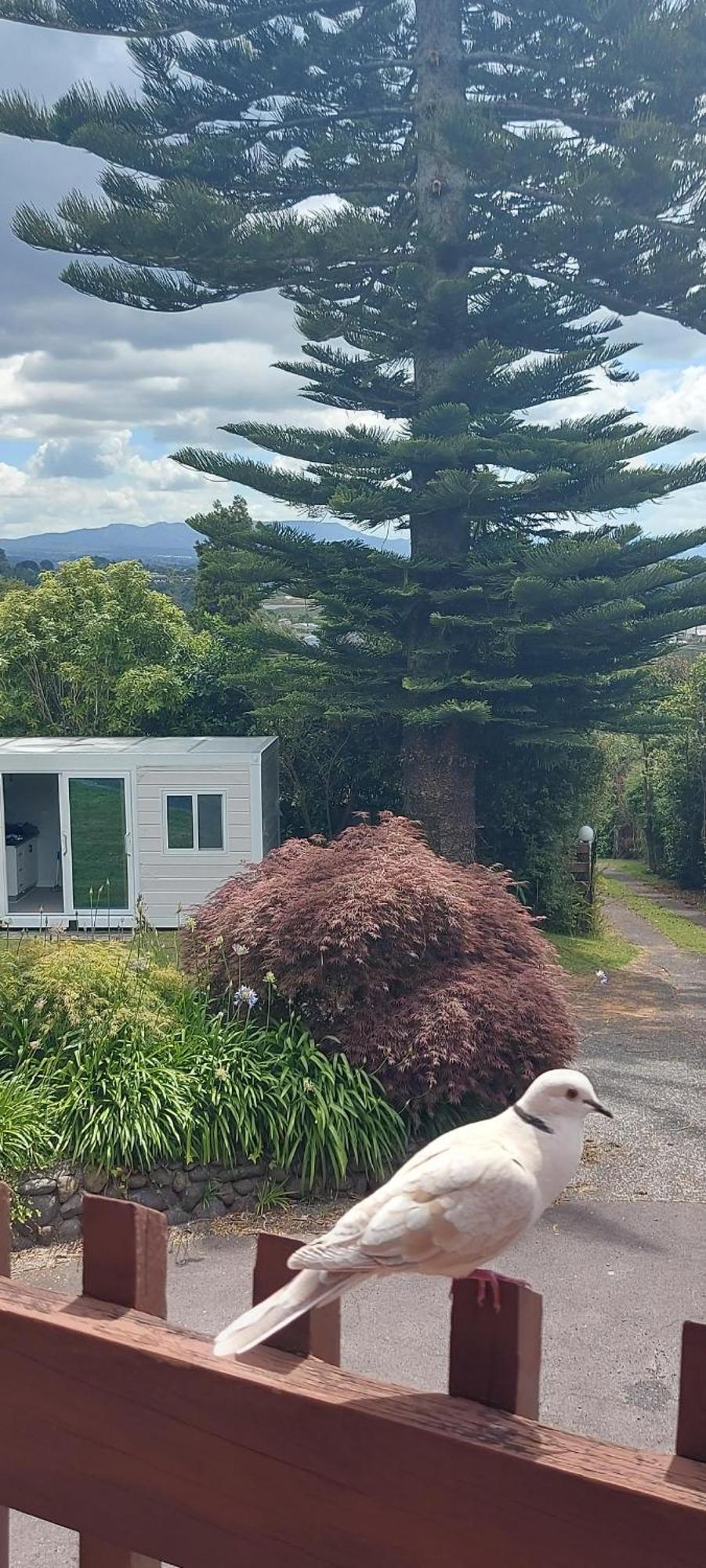 Haley'S Cabin Ταουράνγκα Εξωτερικό φωτογραφία